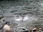 4-06 Rocky cooling off at Loon Hot Springs.jpg (110kb)